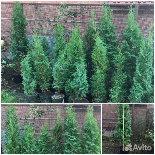 Туя смарагд