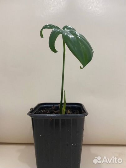 Филодендрон лиана комнатная