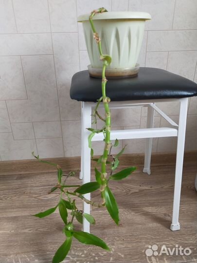 Комнатные цветы герань и золотой ус