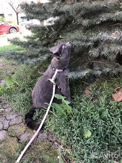 Поводок для кошек