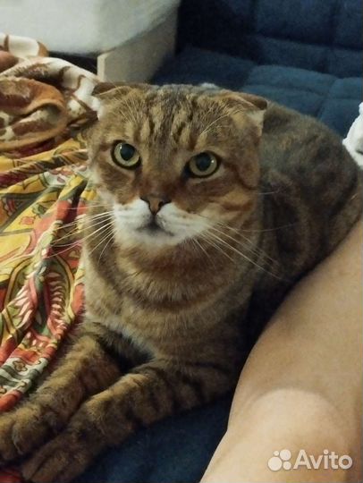 Кошечка ищет дом