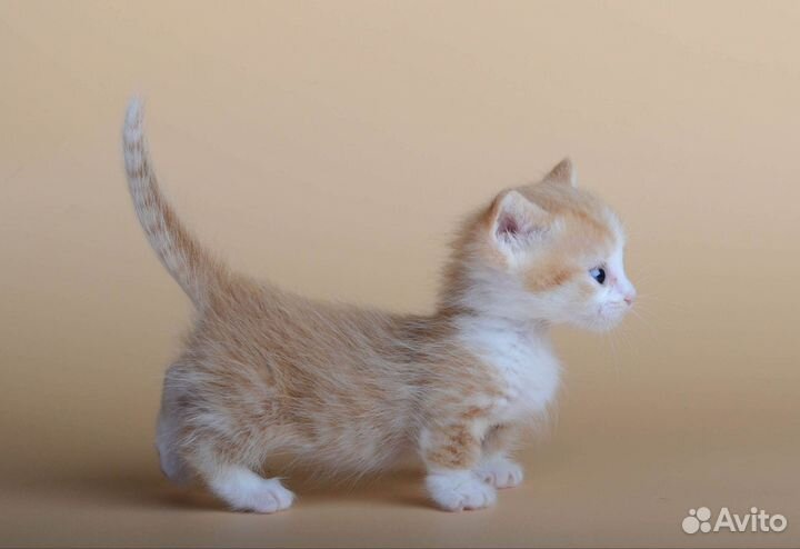 Котята манчкин