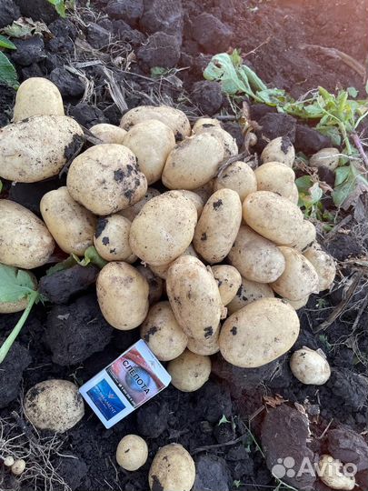 Картофель урожай 2024