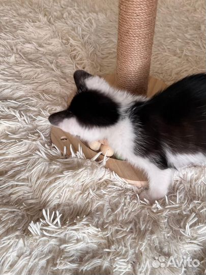 Котята (мальчик)