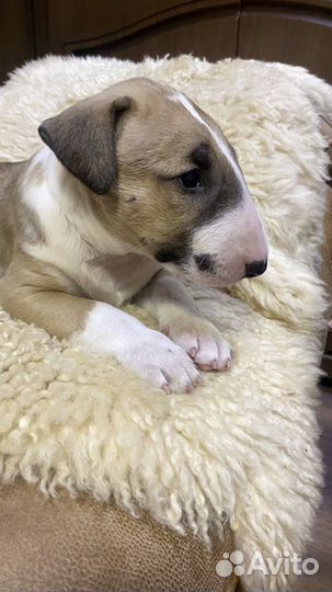 Щенки стандартного бультерьера