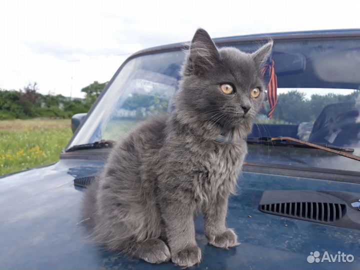 Котенок в дар