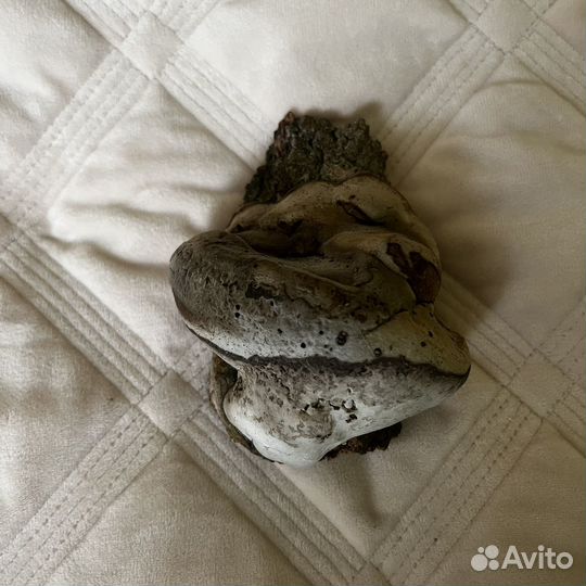 Гриб трутовик