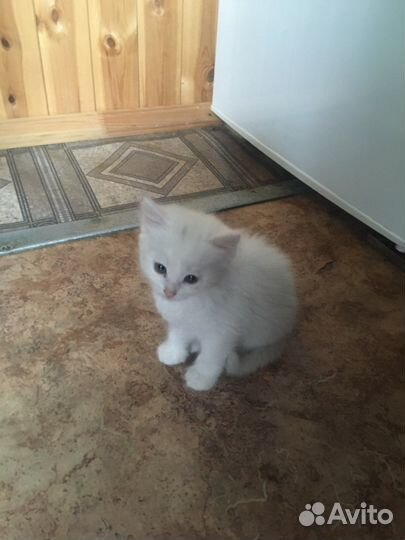 В добрые руки ласковые красивые милые котята