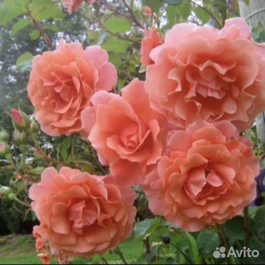 Крымские розы. Редкие сорта