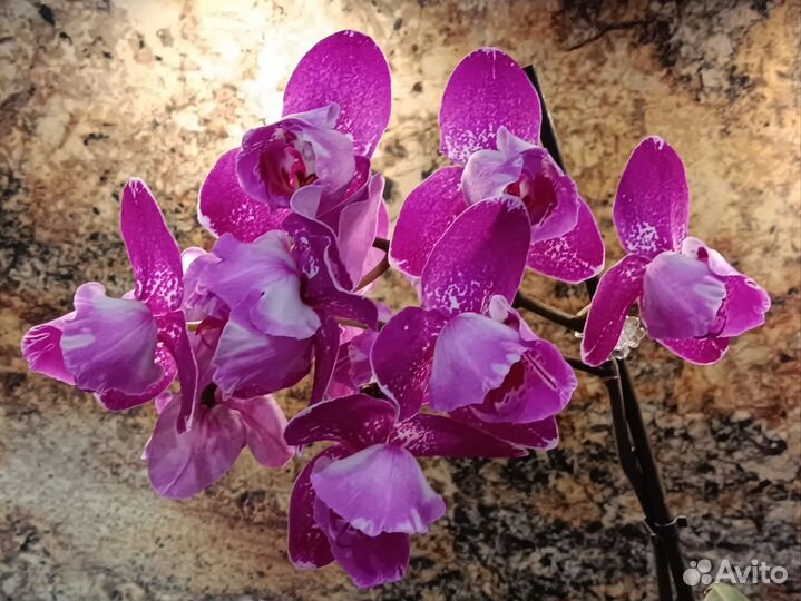 Орхидея бинти пелор