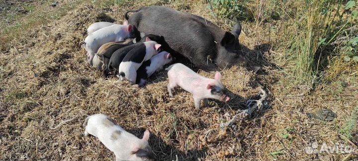 Поросята разных пород