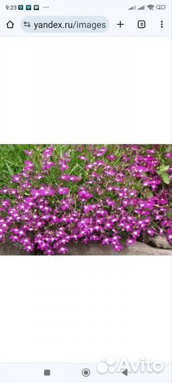 Рассада Лобелия каскадная микс