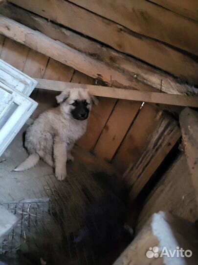 Щенки бесплатно