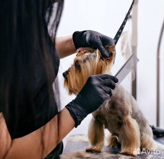 Грумер, помощник грумера