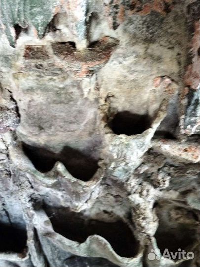 Кораллы для аквариума