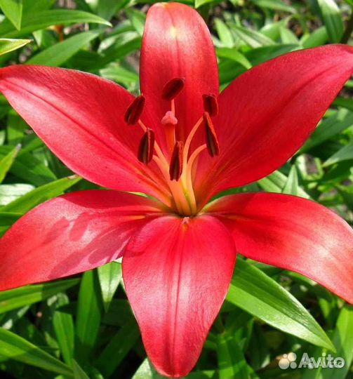 Лилии сортовые: 7 сортов