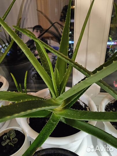 Алоэ вера лечебный