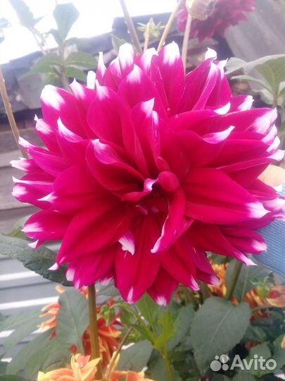 Продам многолетние георгины