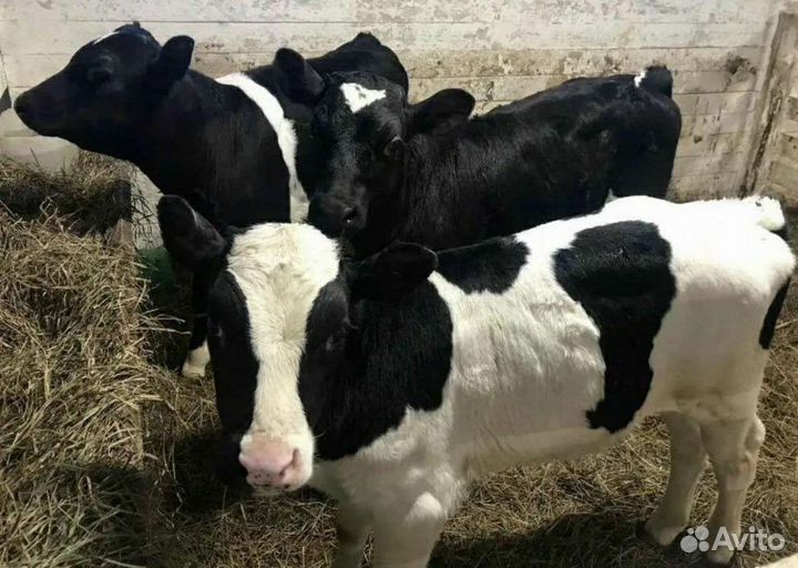 Холмогоры Голштины Бычки Тёлки