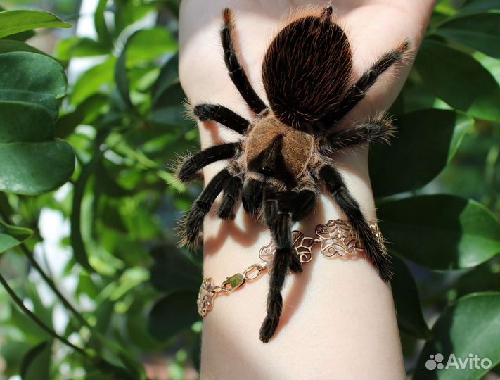 Птицееды, скорпионы, фрины, сколопендры и другие