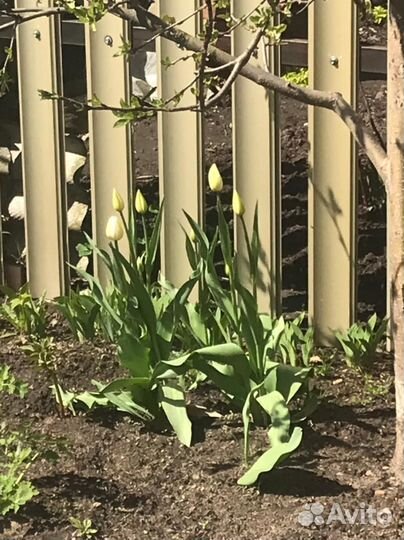 Тюльпаны в ассортименте