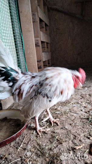 Петух,порода Бентамки