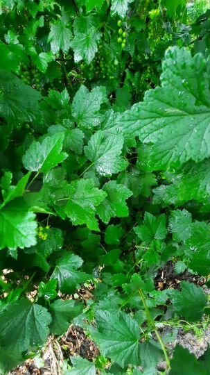 Дом 65 м² на участке 12 сот.