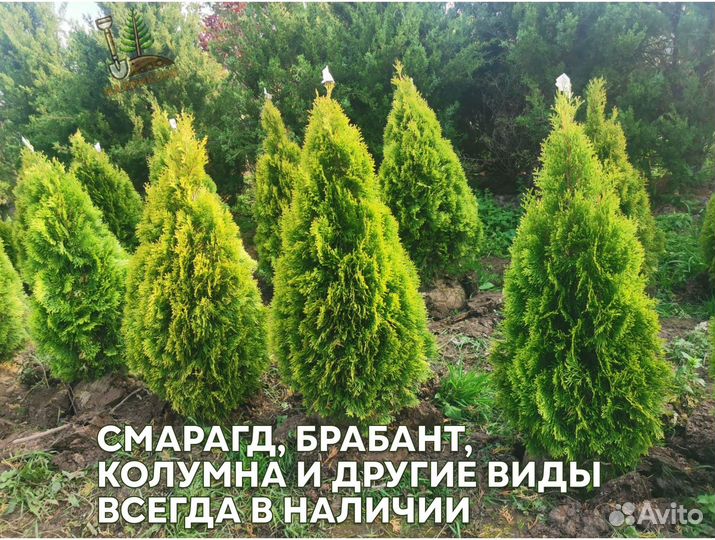 Туя брабант 170 см