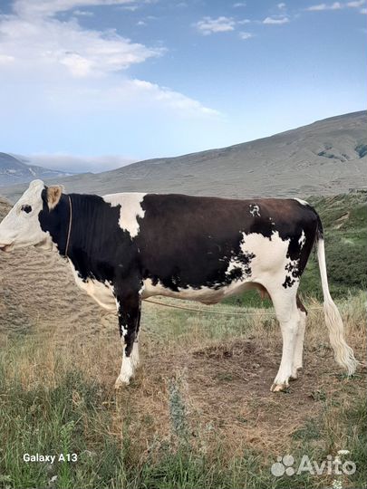 Домашние животные