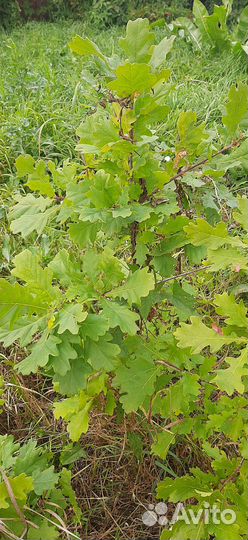 Саженцы Дуб черешчатый обыкновенный 1 метр