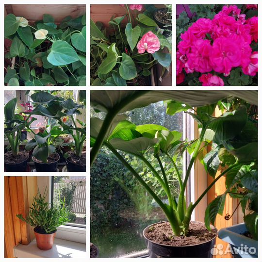 Продам цветы комнатные