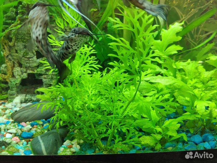 Растения для аквариума