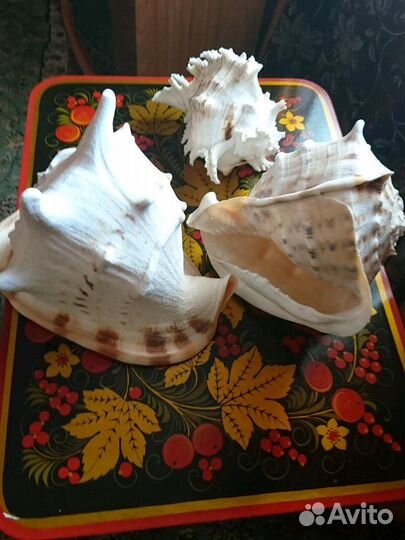 Раковины морские Индия