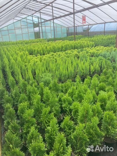 Хвойные и декоративные растения