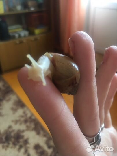 Улитки ахатины фулика