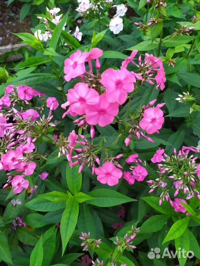 Семена флокса метельчатого