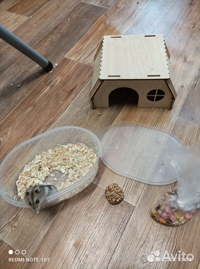 Джунгарский хомячонок с переноской пакетиком корма