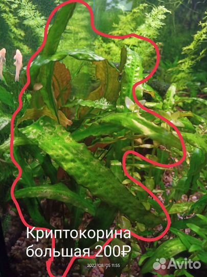 Аквариумные растения