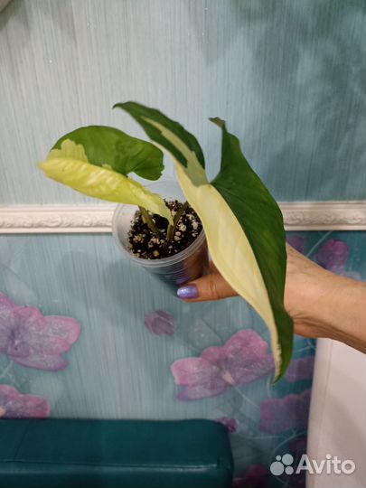 Сортовые Сингониумы