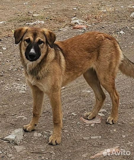 Собака в добрые руки отдам бесплатно