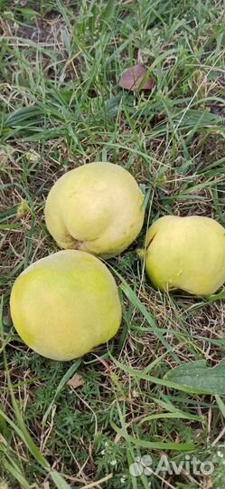 Айва грушевая,яблочная
