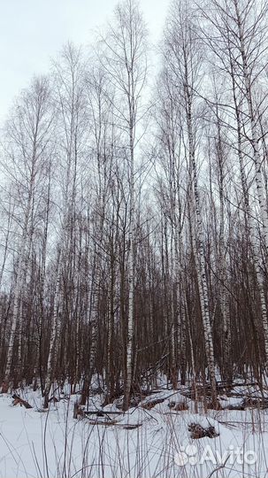 Дрова березовые не колотые