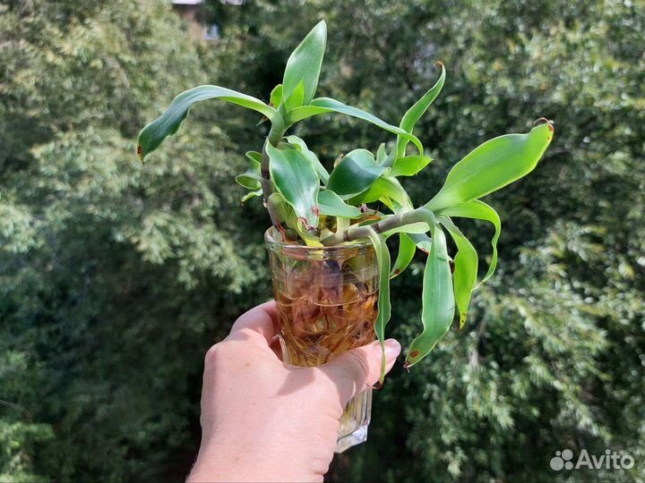 Отростки Золотого уса Коллизия душистая