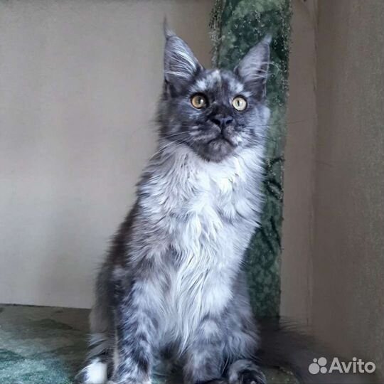Кошечка мейн-кун