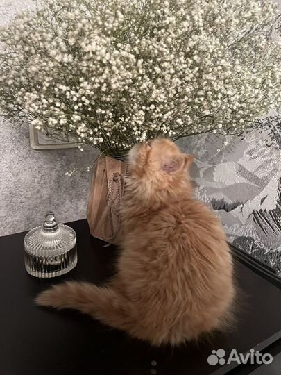 Персидский котенок