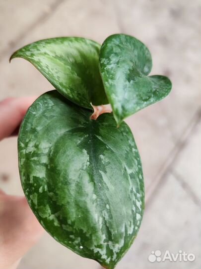 Сциндапсус Сплеш блю