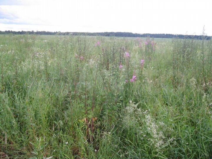 Участок 15 сот. (ИЖС)