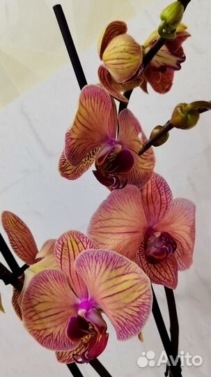 Азиат, Орхидея Younghome Golden Leopard сортовая