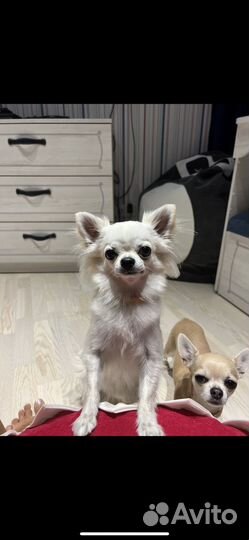 Чихуахуа девочка