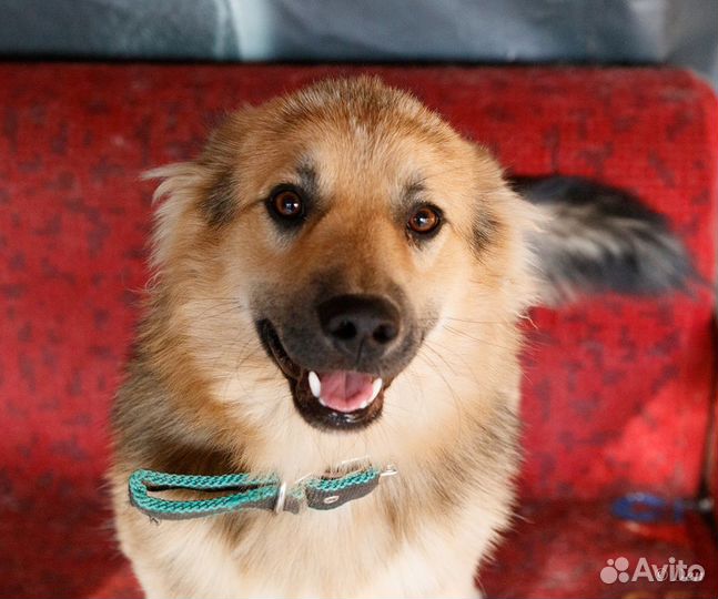 Отдаю молоденького песика Белла в добрые руки